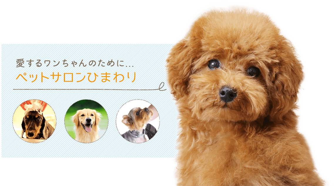 赤穂市にてトリミングはペットサロンひまわり 赤穂市にてトリミングはペットサロンひまわり