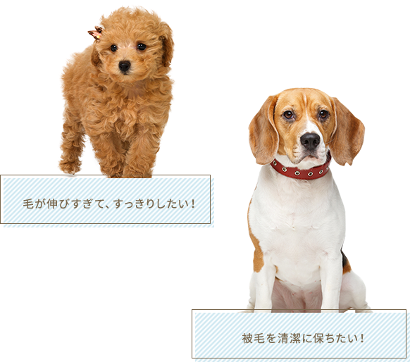 赤穂市にてトリミングはペットサロンひまわり 赤穂市にてトリミングはペットサロンひまわり