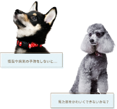 怪我や病気の予防をしないと……見た目をかわいくできないかな？
